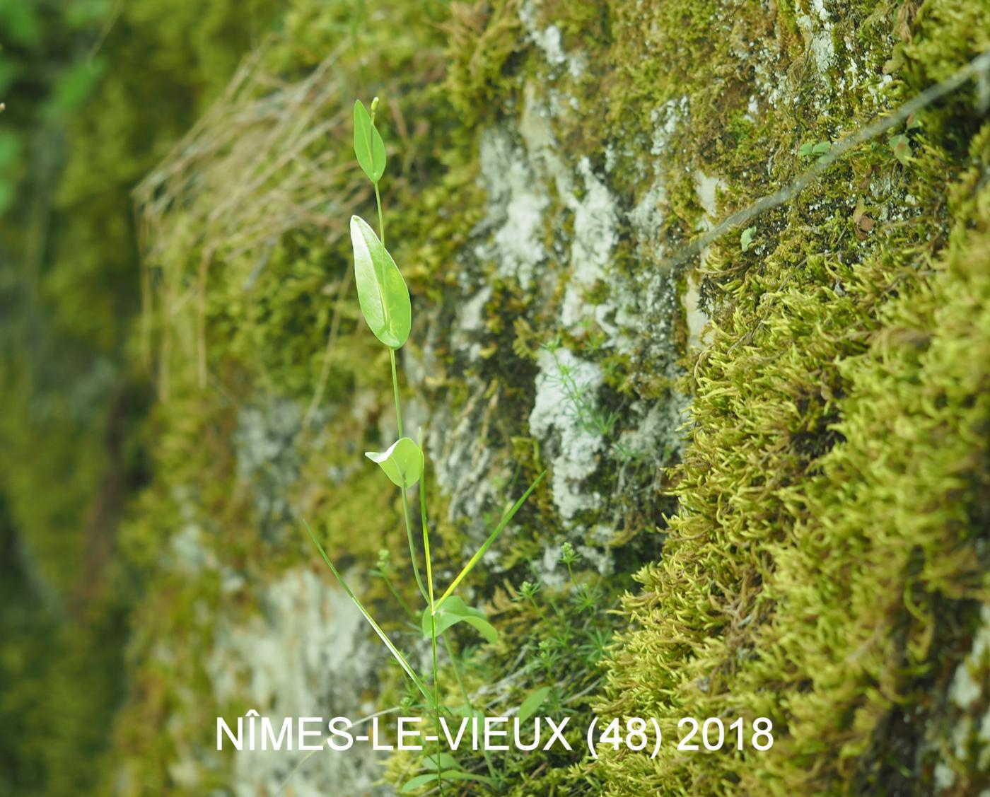 Rock-cress, [Cabbage-leaved] plant